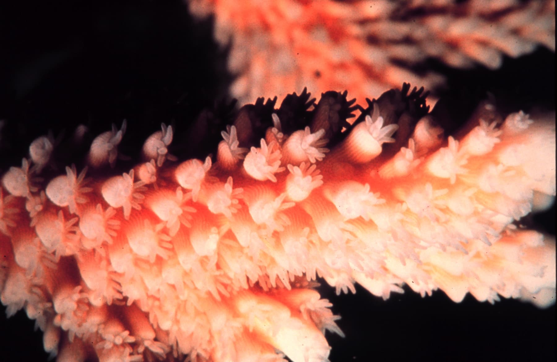 Staghorn Acropora close-up with visible branching structure and extended polyps