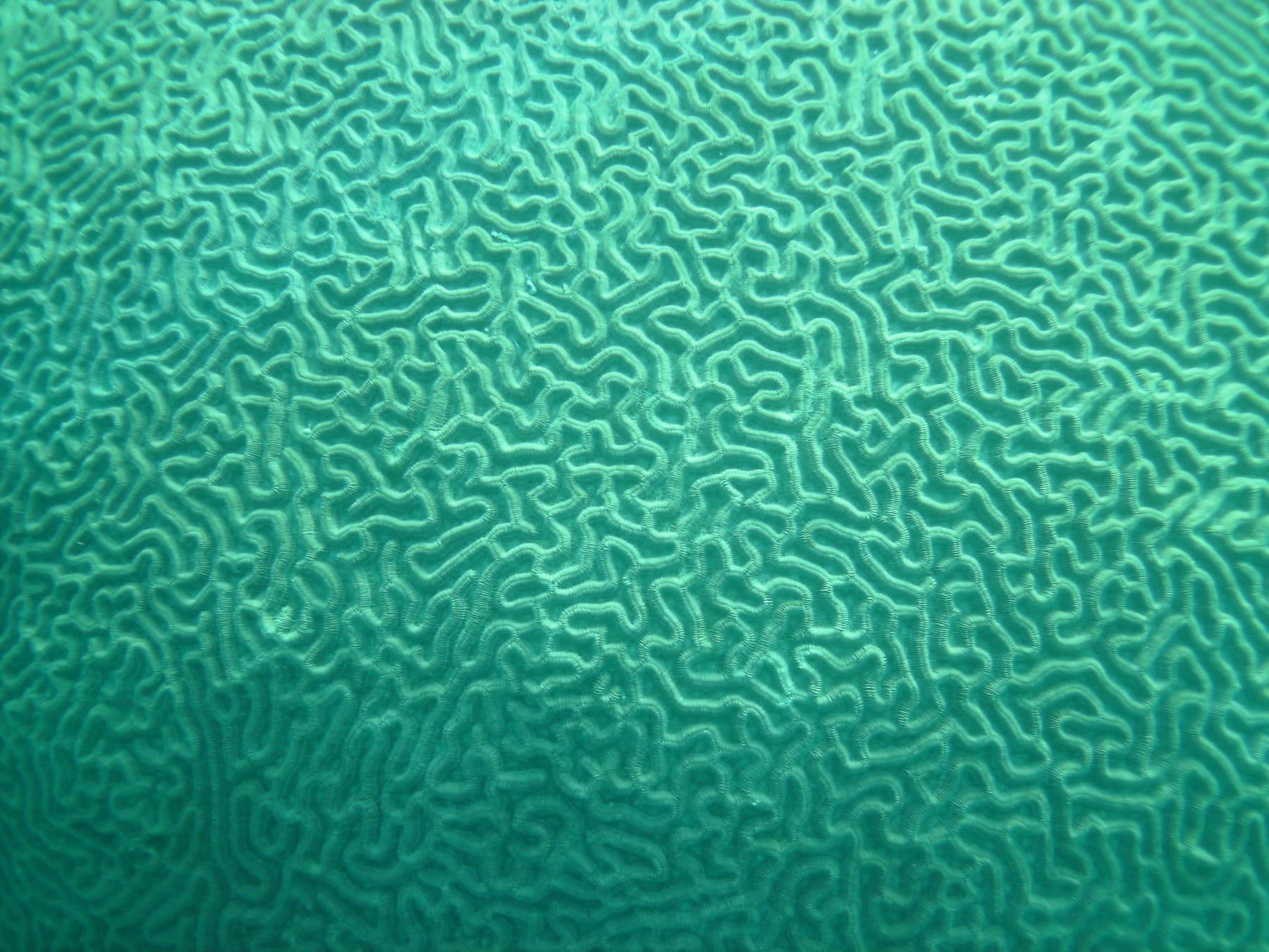 Brain coral close-up showing wall and corallite patterns useful for skeleton-based ID