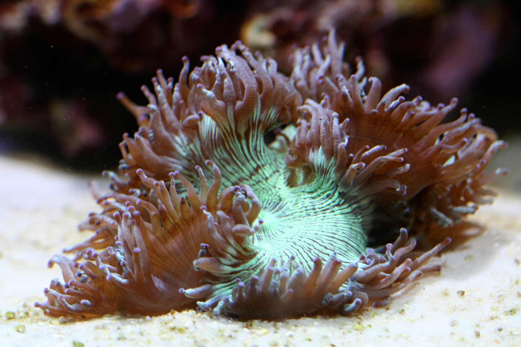 Elegance coral showing expanded fleshy tissue and tentacles in reef aquarium conditions