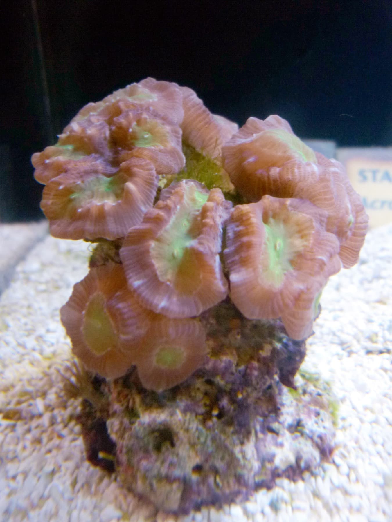 Candy cane coral heads showing beginner-friendly LPS polyp structure