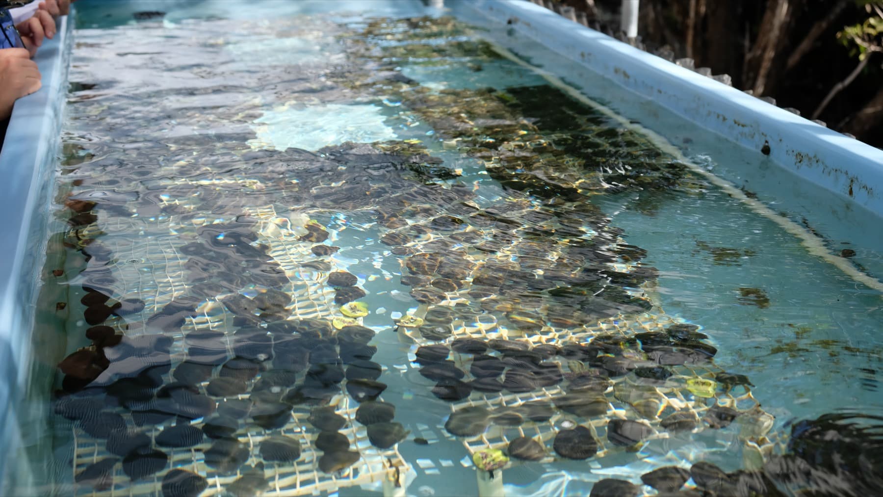 Coral nursery with multiple frag plugs arranged for growth and sale