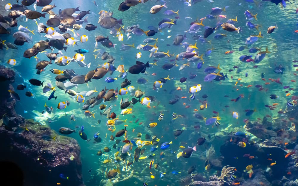 Reef aquarium scene with live coral and fish used as context for photo-based coral identification