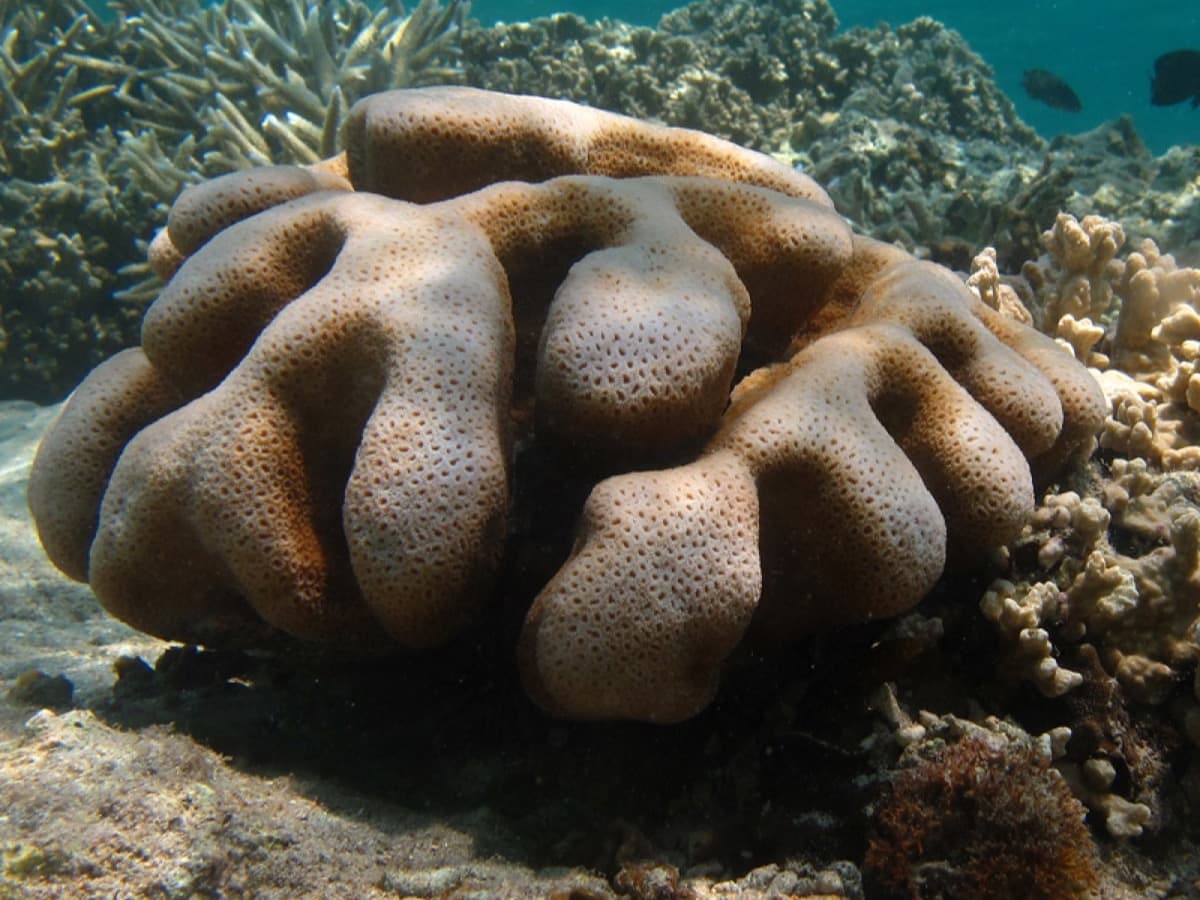 Cropped Cyphastrea colony showing encrusting edge and star-like polyp spacing