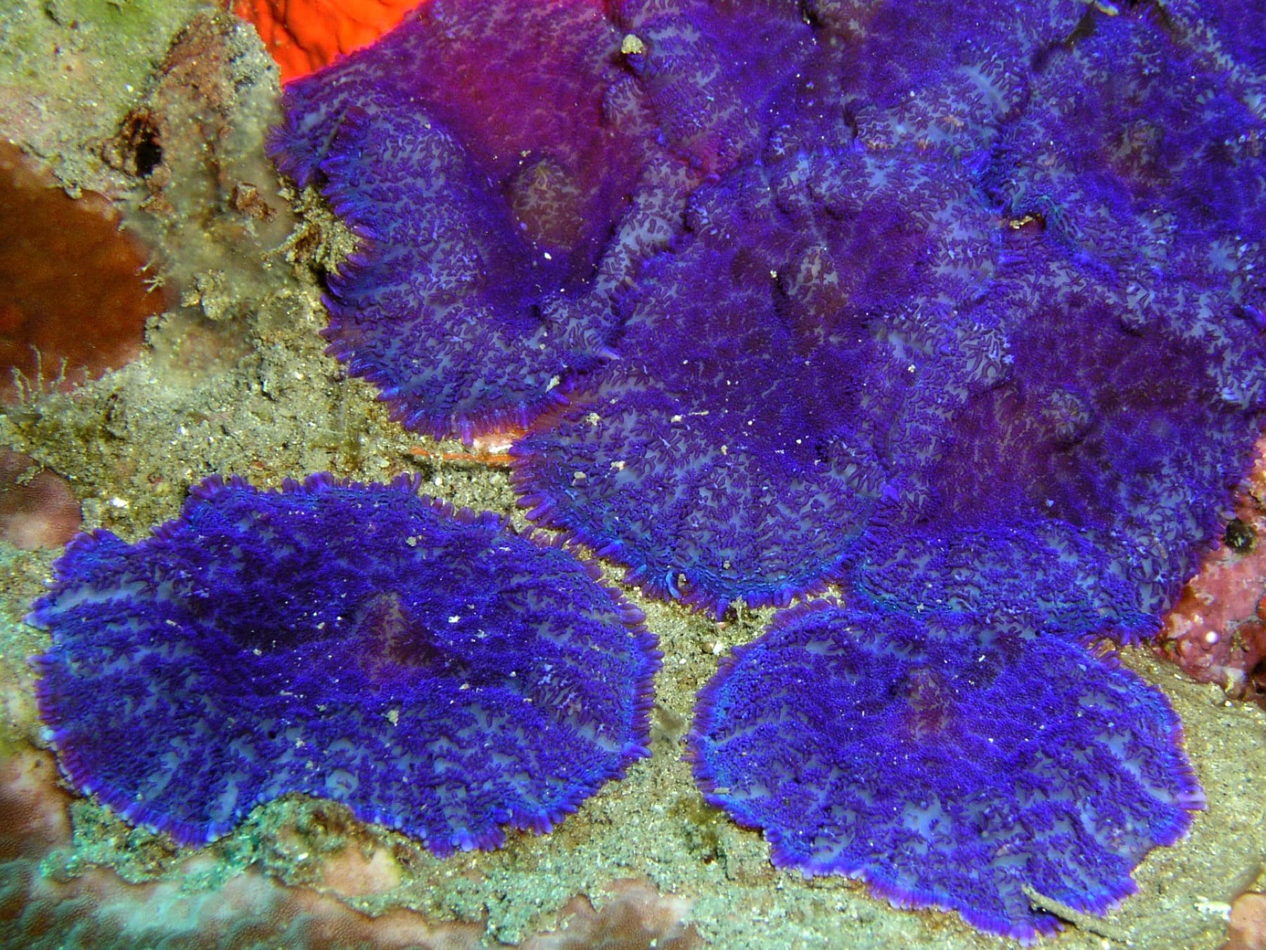 Discosoma mushroom coral showing broad disc shape and surface texture