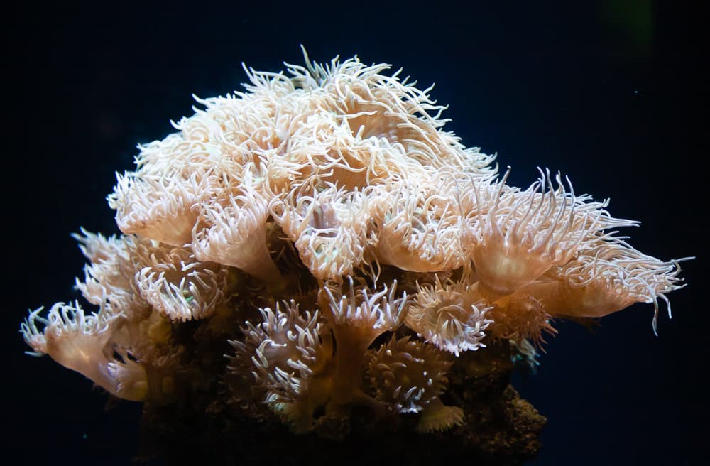 Duncanopsammia axifuga polyps showing branching LPS structure
