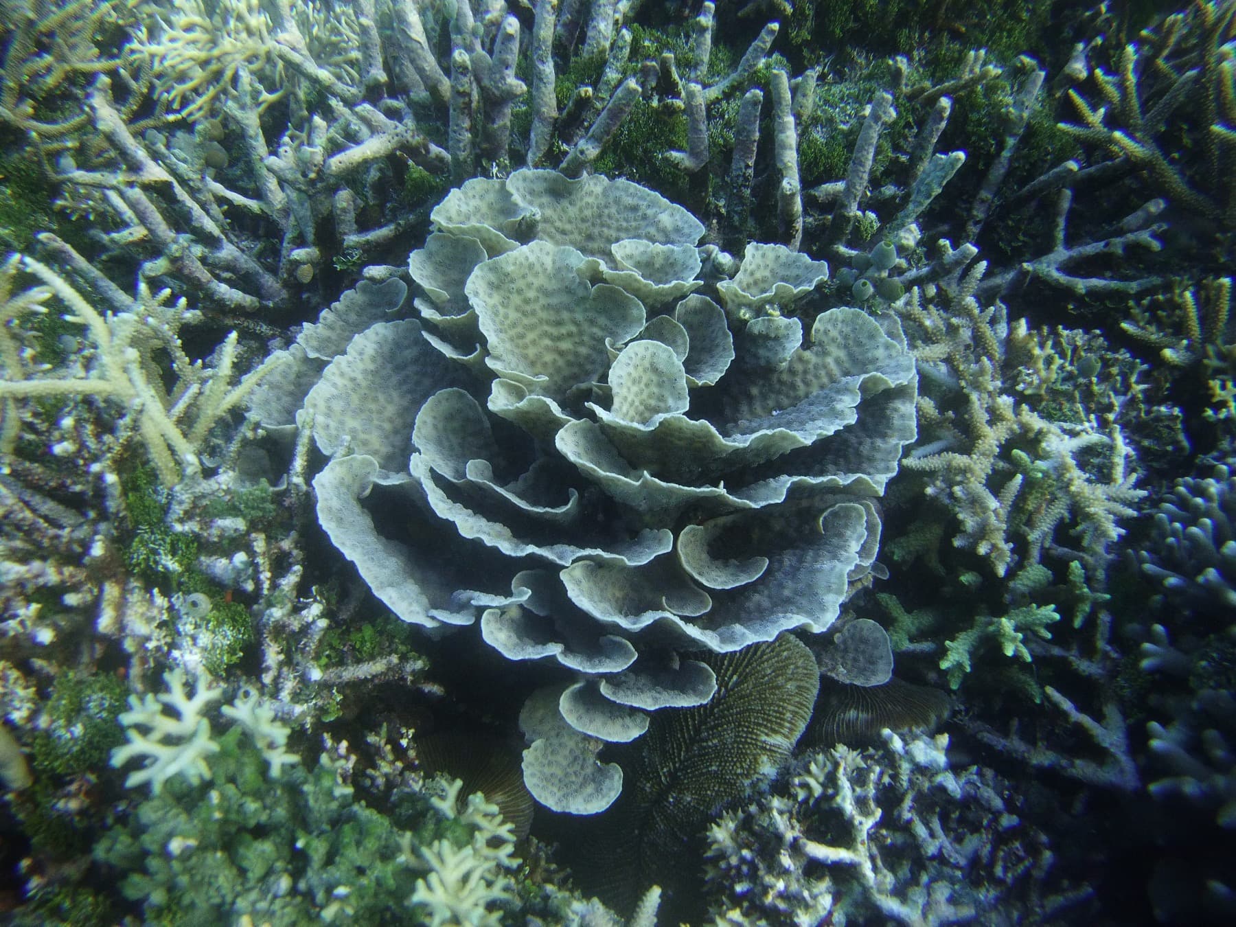 Echinophyllia chalice coral showing fleshy plating tissue and visible mouths
