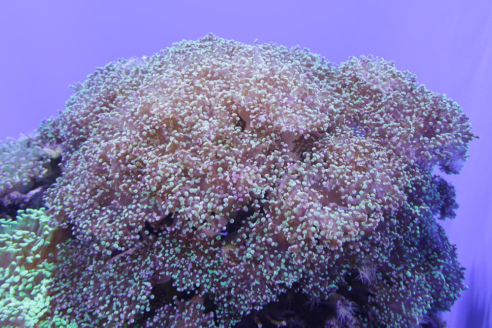 Frogspawn coral showing clustered tentacle tips in a public aquarium