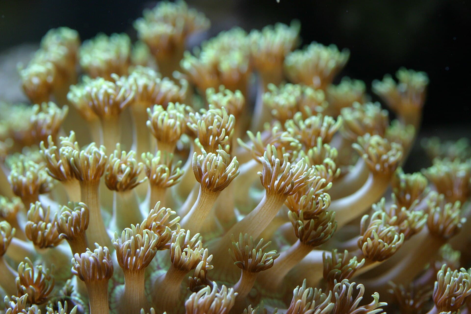 Goniopora coral close-up with extended flowerpot-style polyps