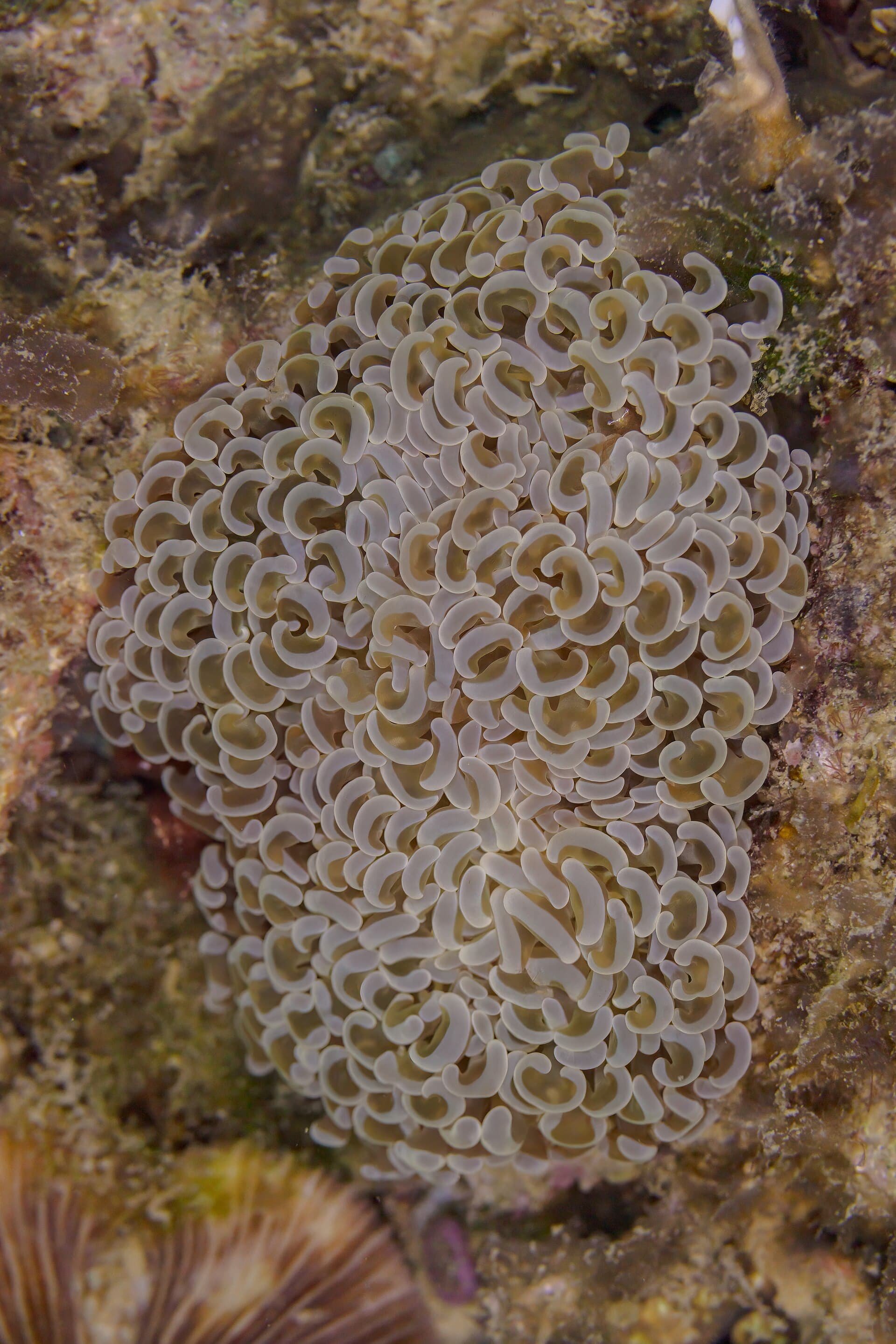 Hammer coral showing elongated tentacles and hammer-shaped tips