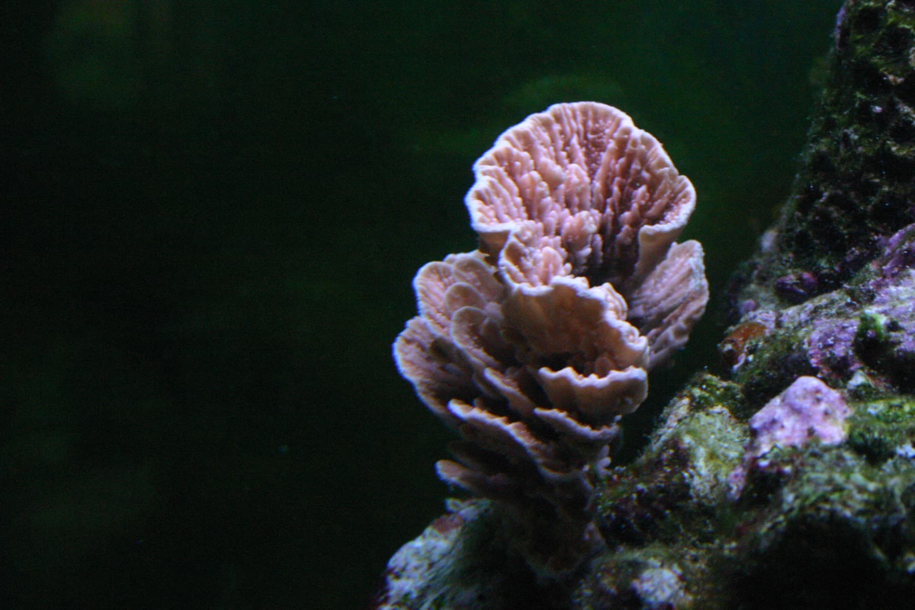 Montipora capricornis in an aquarium showing plating growth form