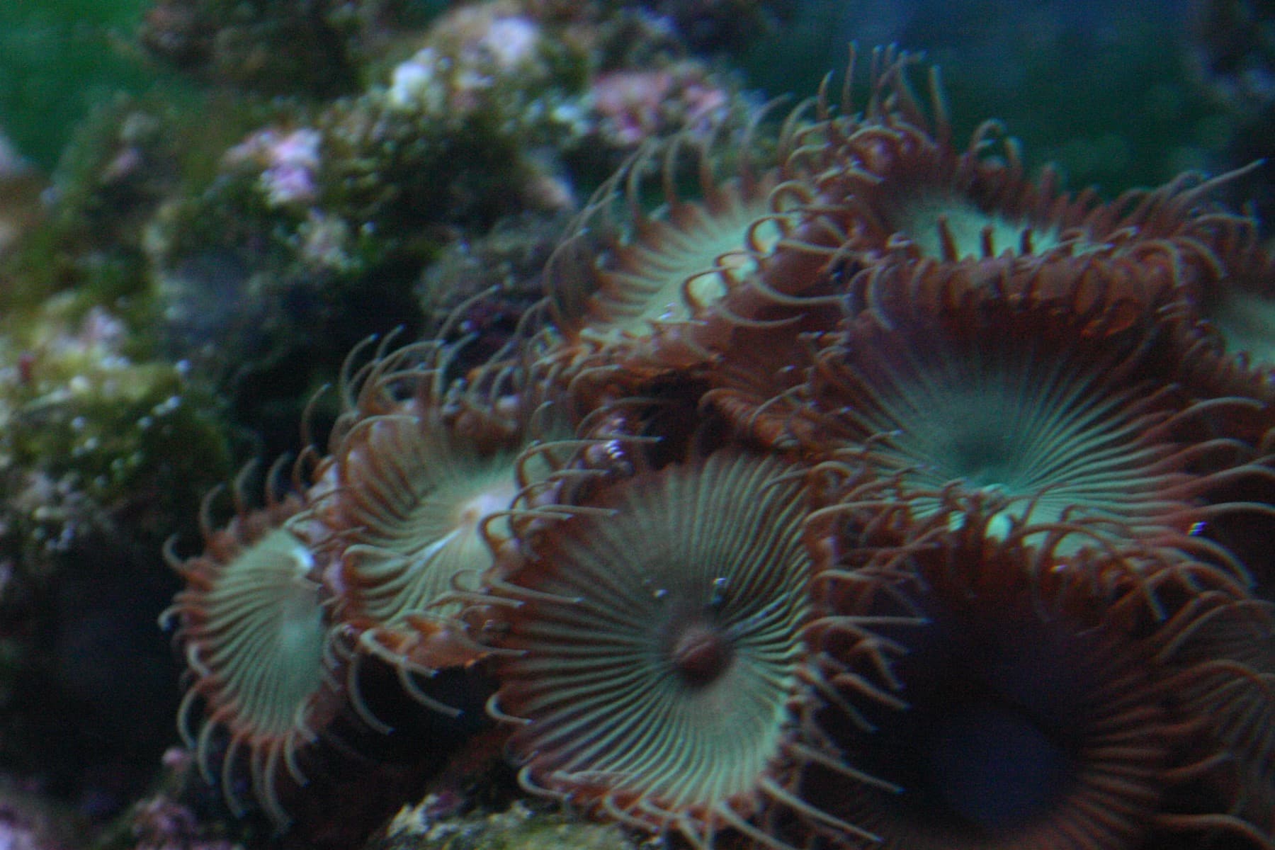 Palythoa colony in an aquarium showing larger button polyps and mat structure