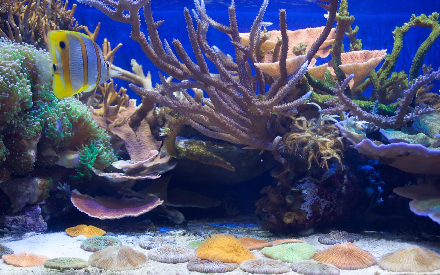 Mixed coral aquarium exhibit showing several coral growth forms for identification context