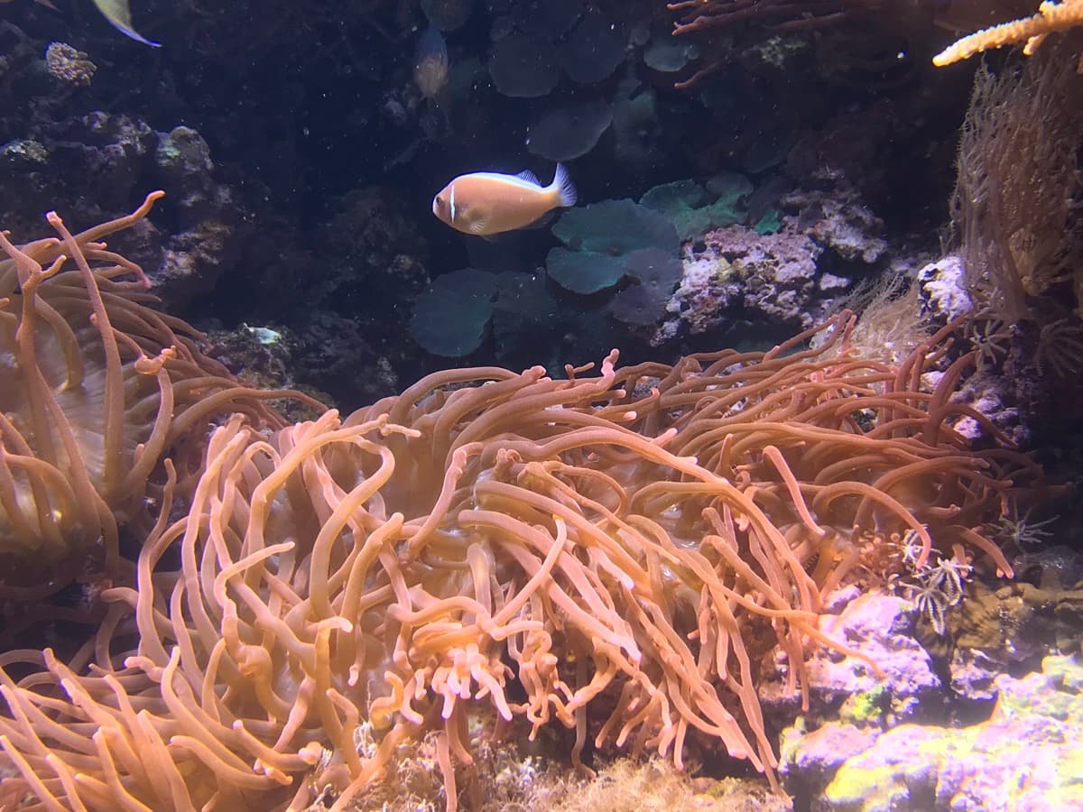 Cropped reef tank coral scene used for AI coral identification accuracy context