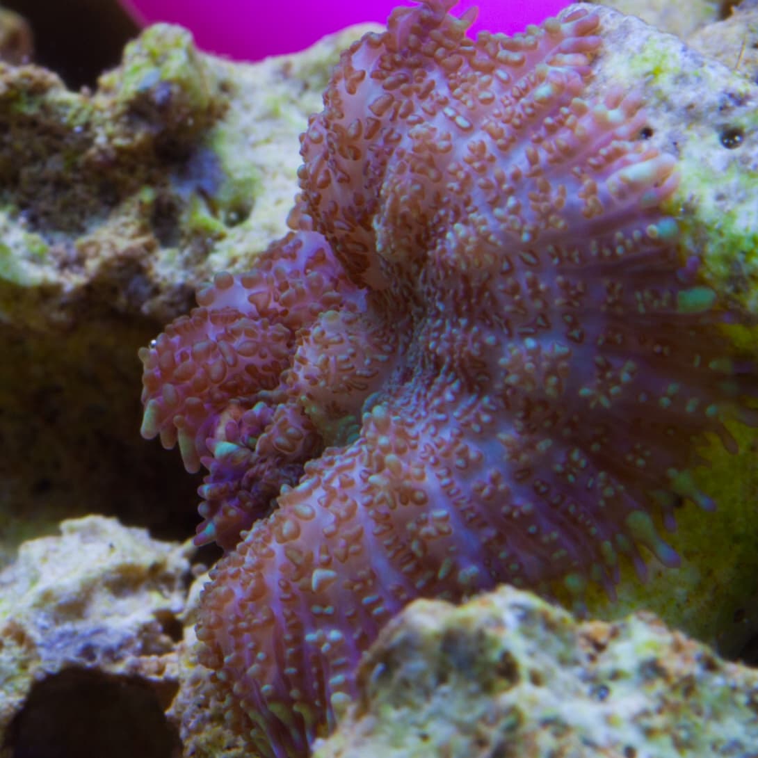 Ricordea yuma mushroom coral showing rounded vesicles across the disc