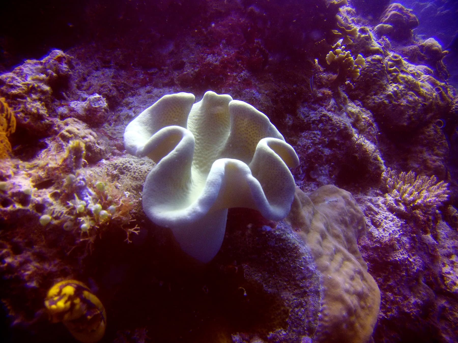 Soft coral colony showing lobed tissue and flexible growth form
