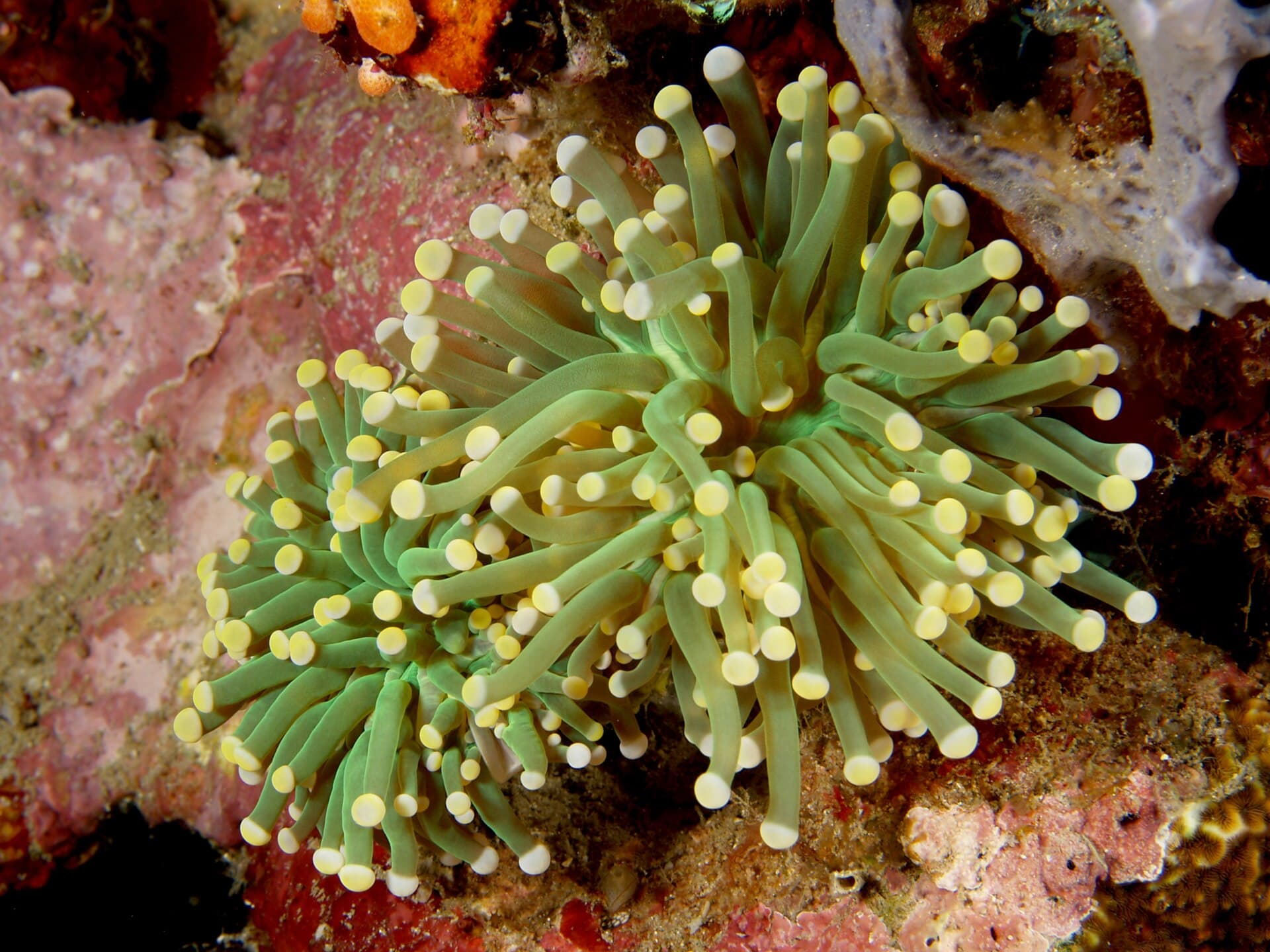 Euphyllia glabrescens torch coral with polyps extended