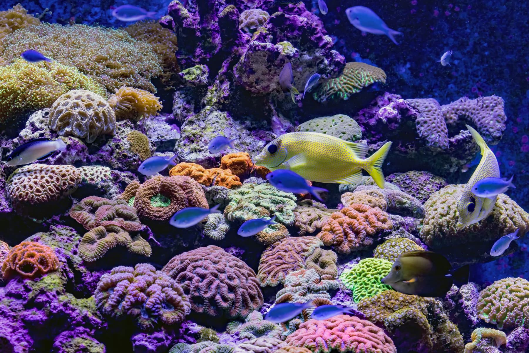 SPS coral reference photo