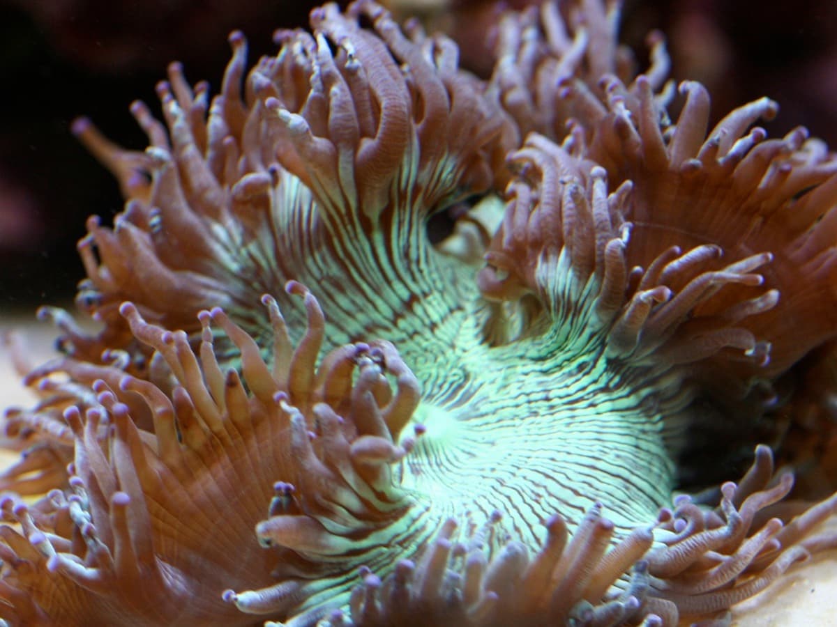 Cropped elegance coral tentacles showing fleshy polyp shape for morphology comparison