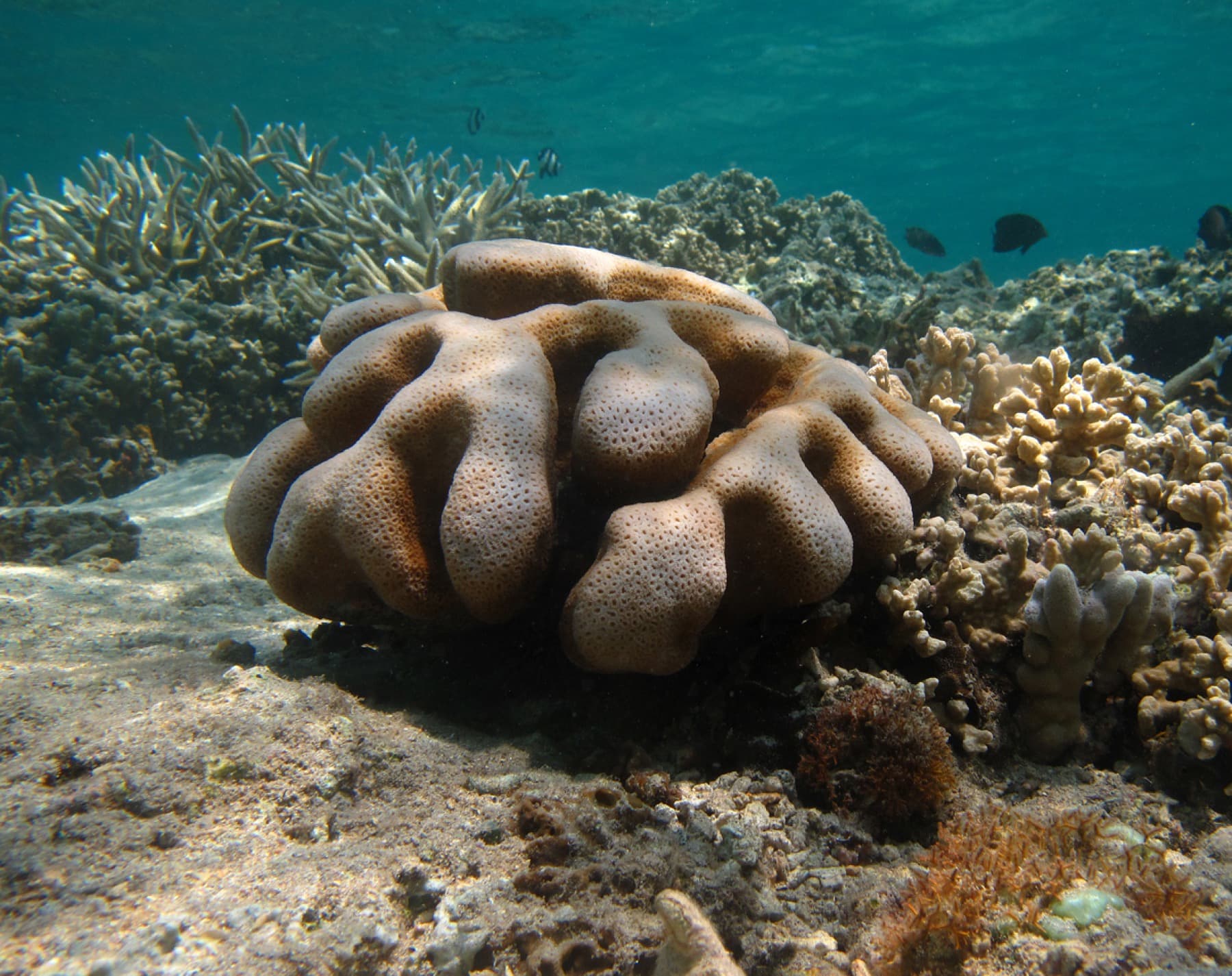 Cyphastrea serailia colony showing encrusting surface and polyp spacing