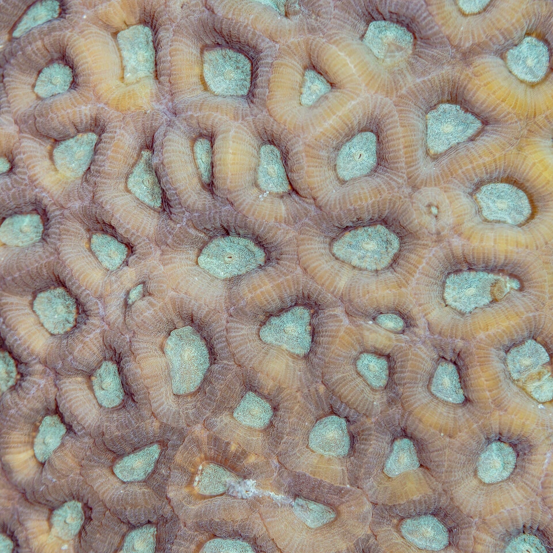 Favia favus coral showing individual corallites and wall structure