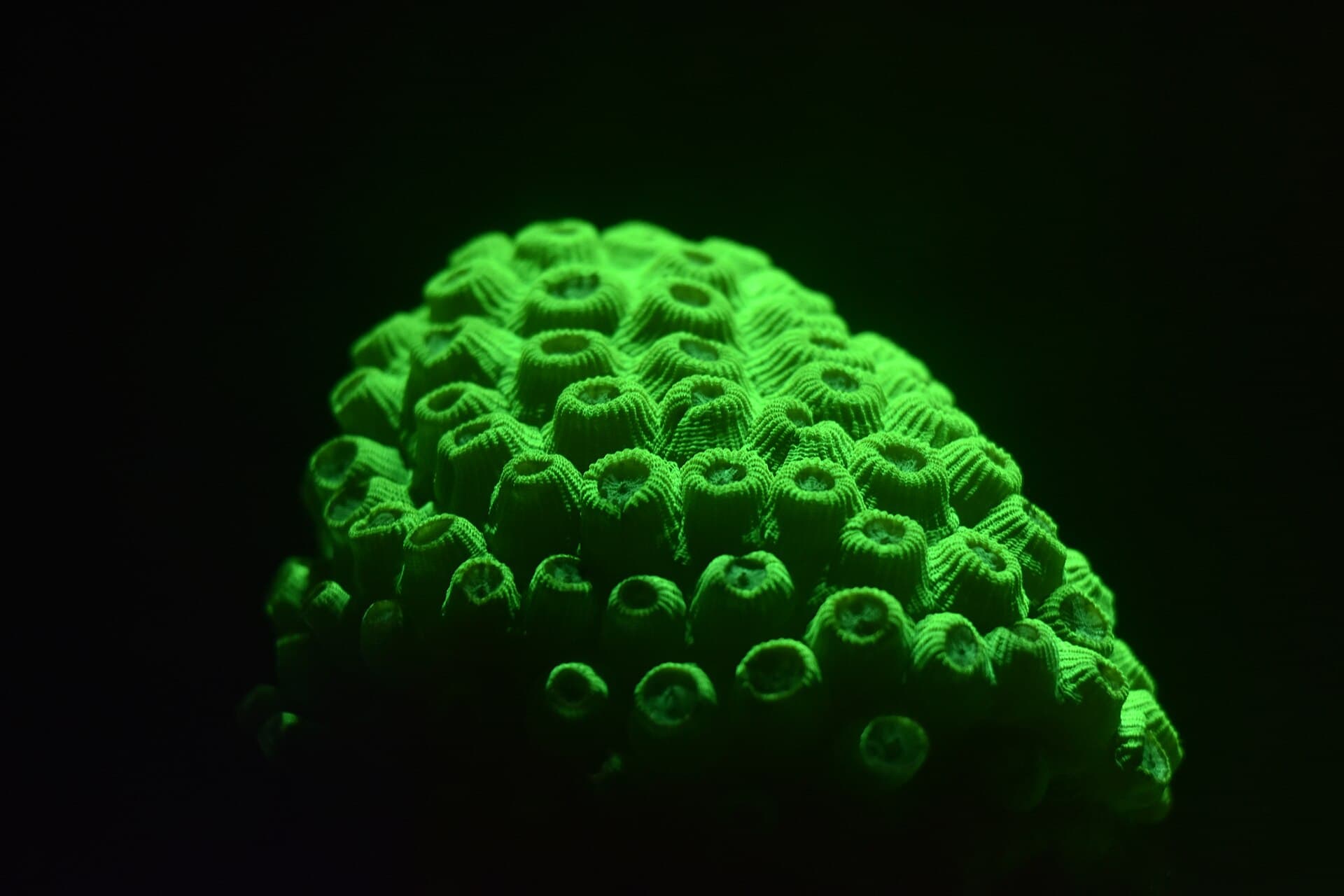 Fluorescent coral photographed in dark aquarium water under blue-heavy lighting