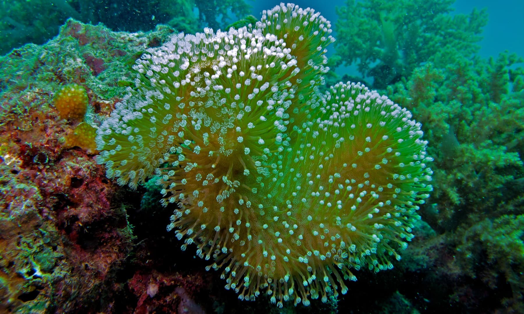 Sarcophyton leather coral showing broad soft-coral body shape