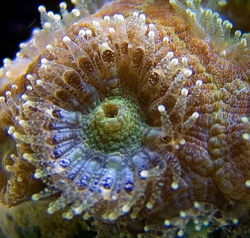 Micromussa lordhowensis specimen formerly labeled as Acanthastrea lordhowensis