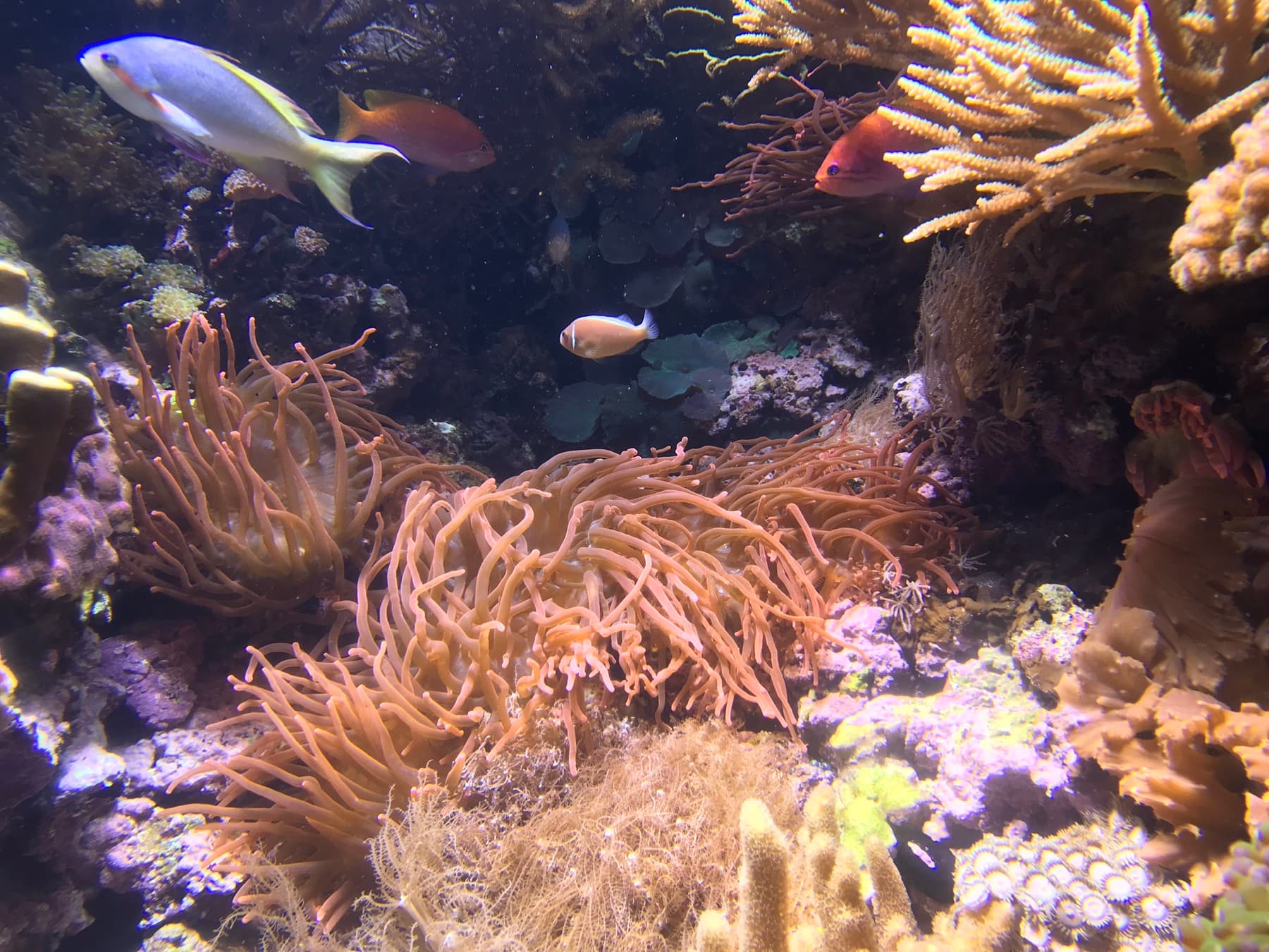 Public aquarium reef tank showing mixed coral forms under display lighting