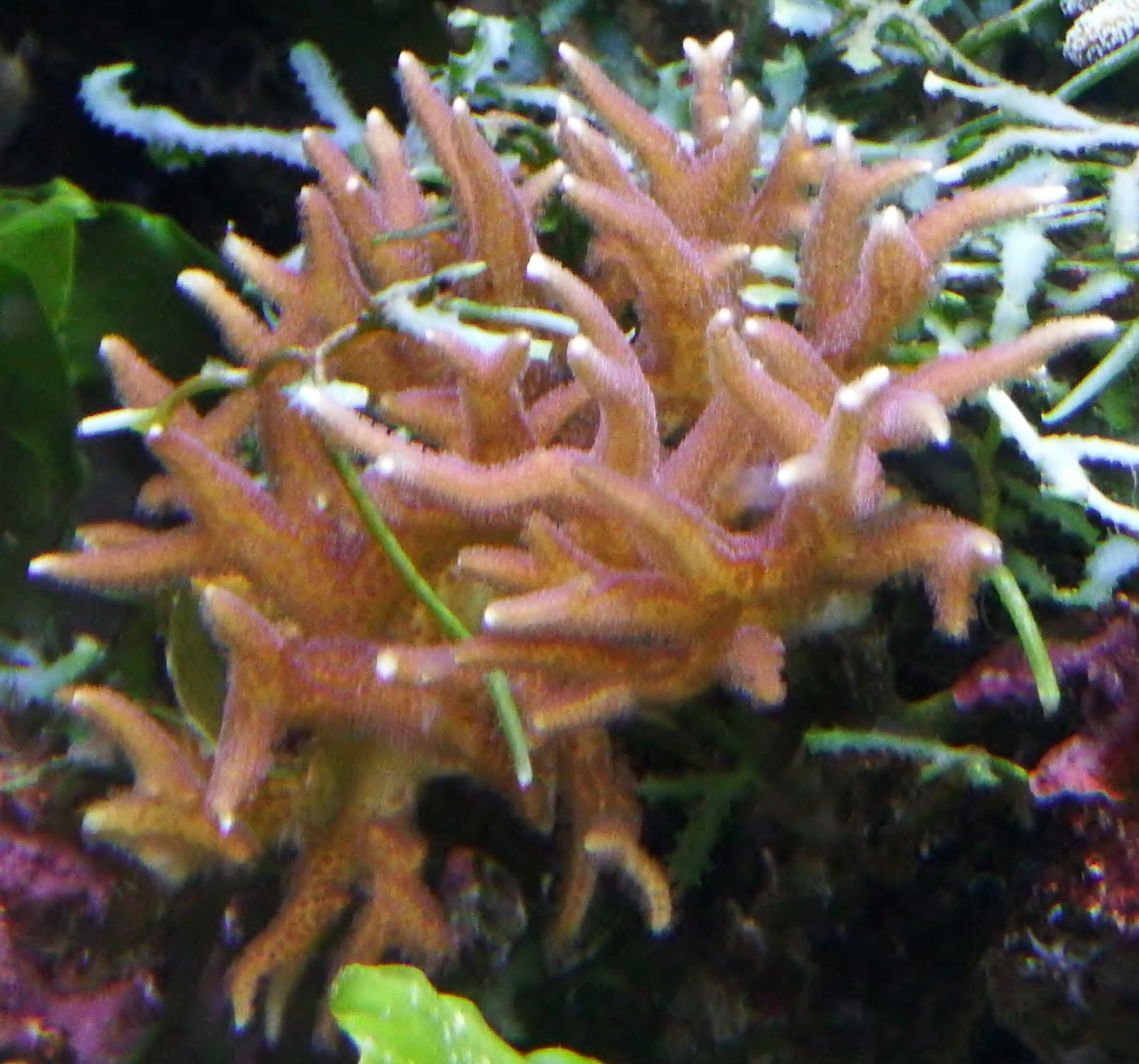 Seriatopora hystrix birdsnest coral showing fine SPS branch structure