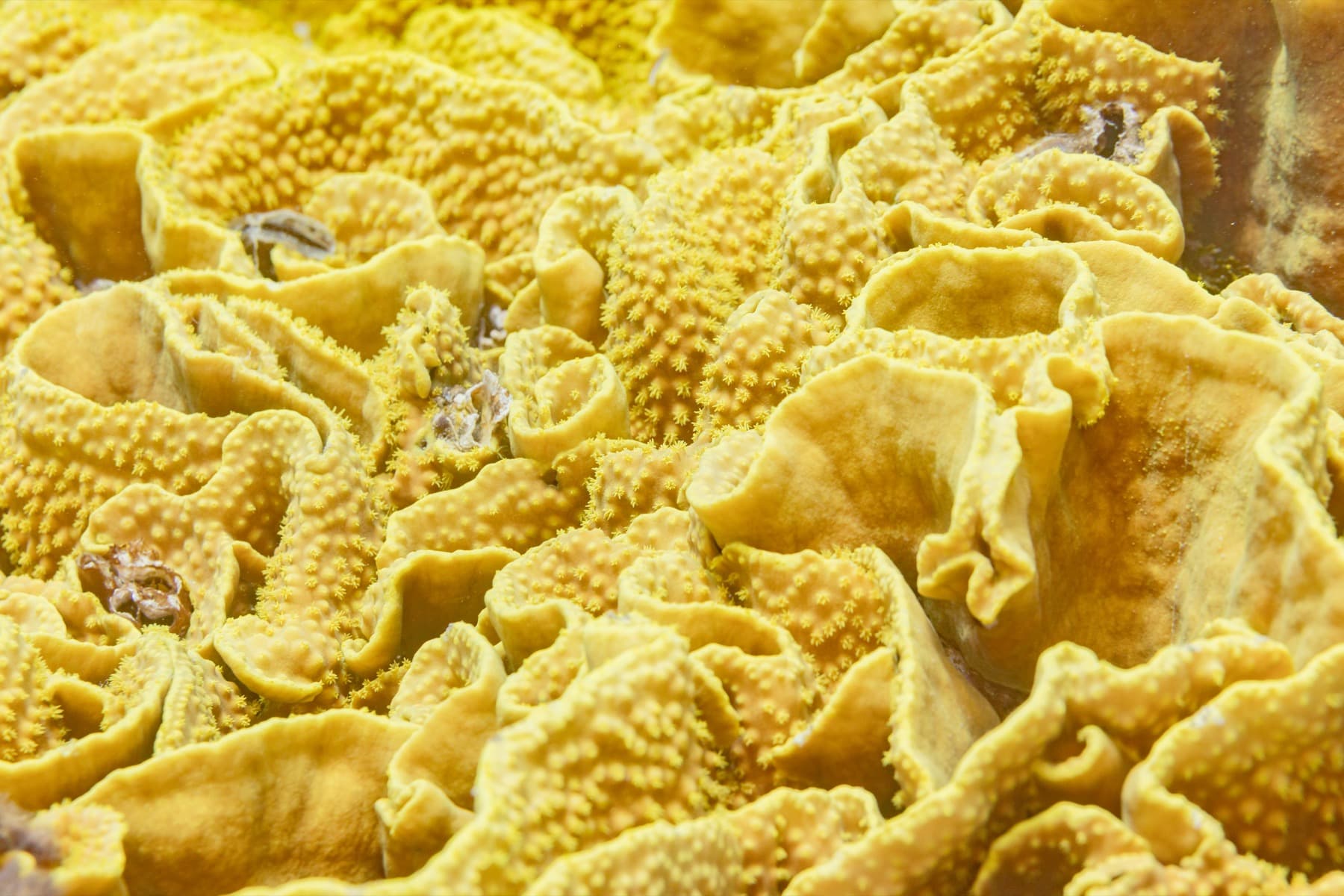 Turbinaria reniformis plate coral showing a plating growth form and surface texture