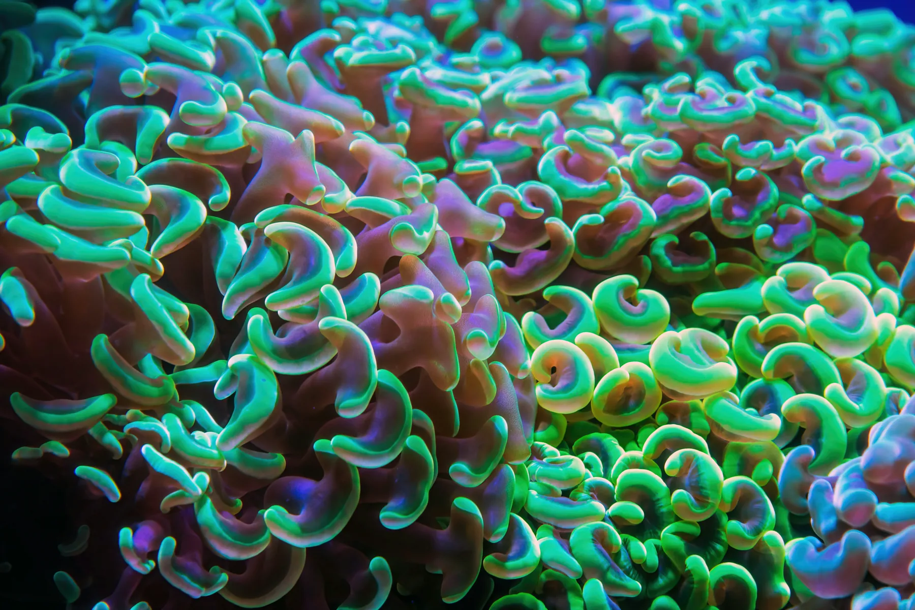 Mixed reef corals with visible growth forms and polyp structure