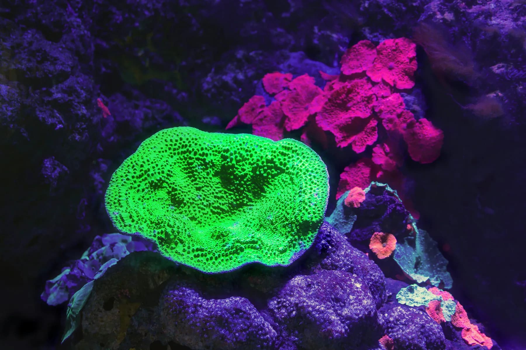 Zoanthid colony showing oral disc pattern, skirt, and polyp spacing