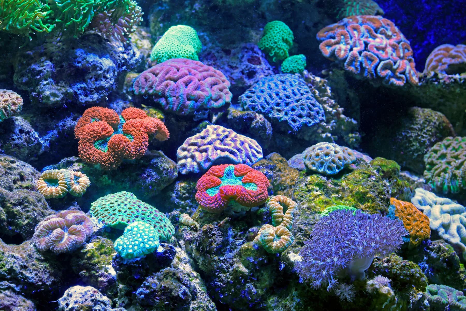 Branching reef coral photographed under aquarium lighting